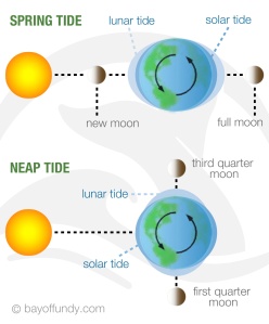 Spring and Neap tides